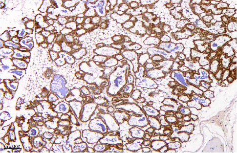 免疫組化-普拉特澤生物