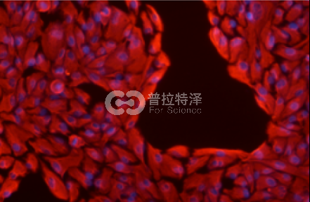 免疫熒光-普拉特澤生物