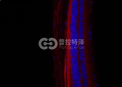 組織免疫熒光-普拉特澤生物