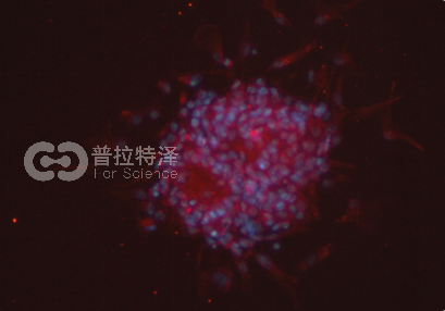 免疫熒光-普拉特澤生物