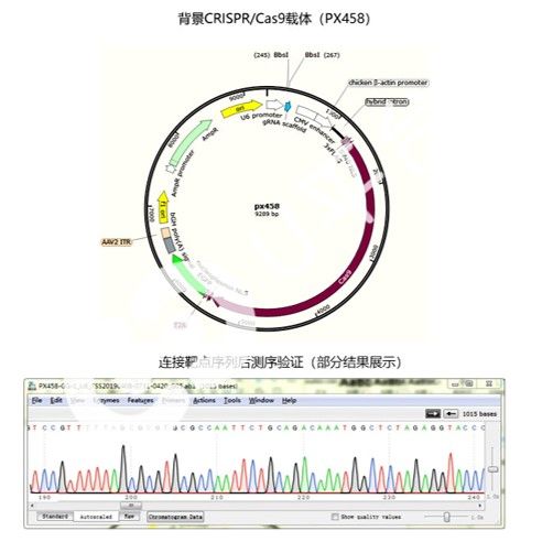 載體構(gòu)建