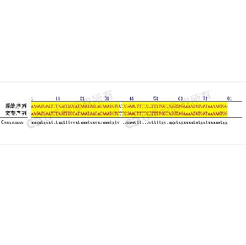 定點(diǎn)突變