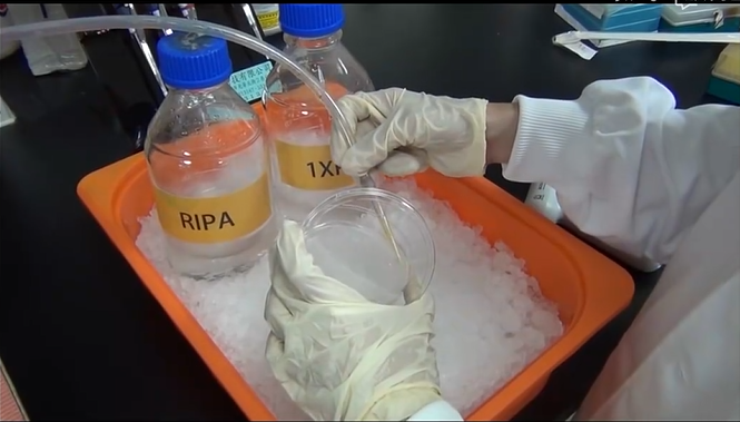 wb實(shí)驗(yàn)細(xì)胞制備