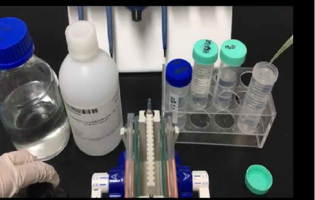 wb檢測(cè)SDS-PAGE凝膠電泳