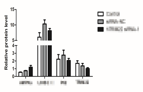 Western Blot檢測結(jié)果