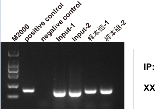 chip實驗操作步驟