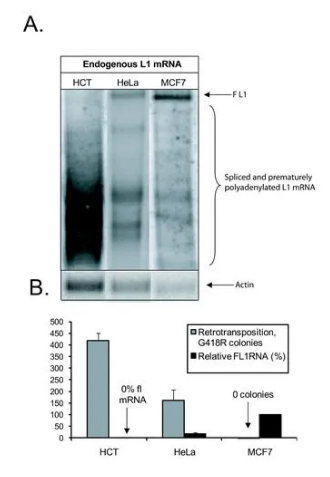 Northern Blot實驗結(jié)果