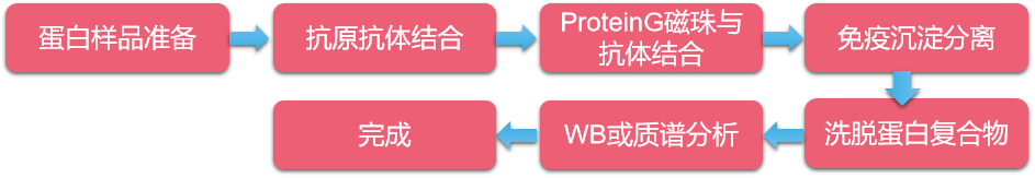 CO-IP實(shí)驗(yàn)流程圖.png