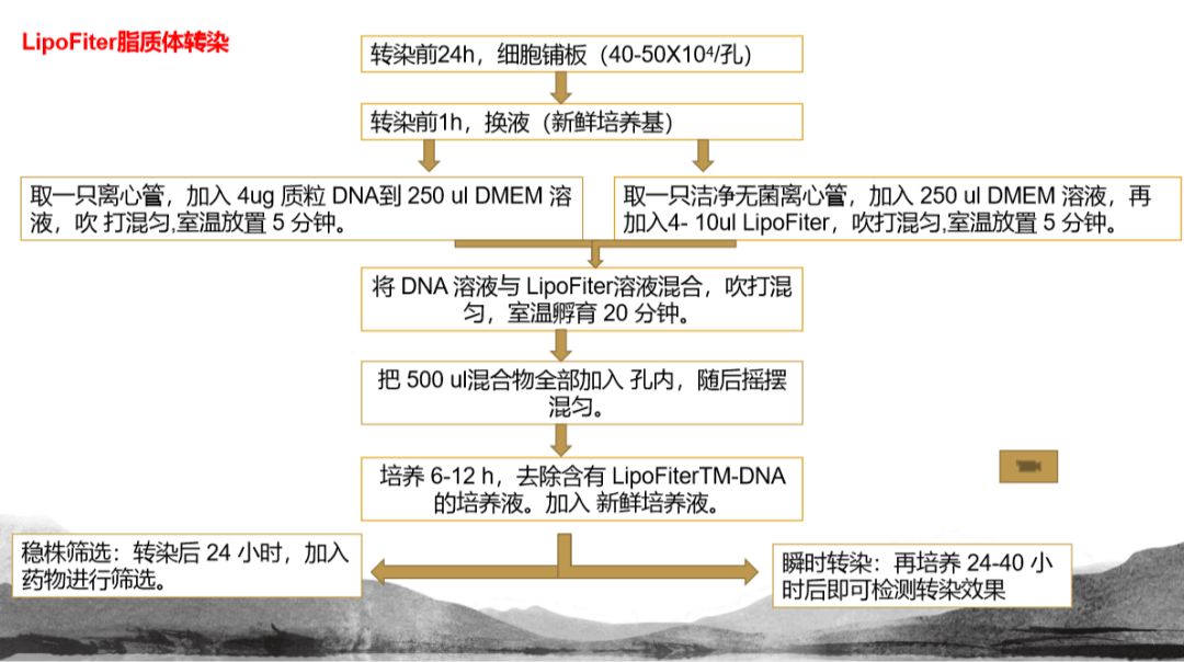 轉(zhuǎn)染2.jpg